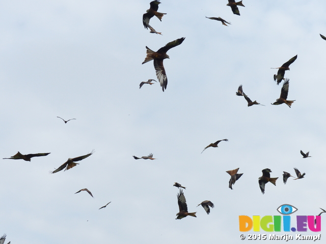 FZ021783 Red kites (Milvus milvus)